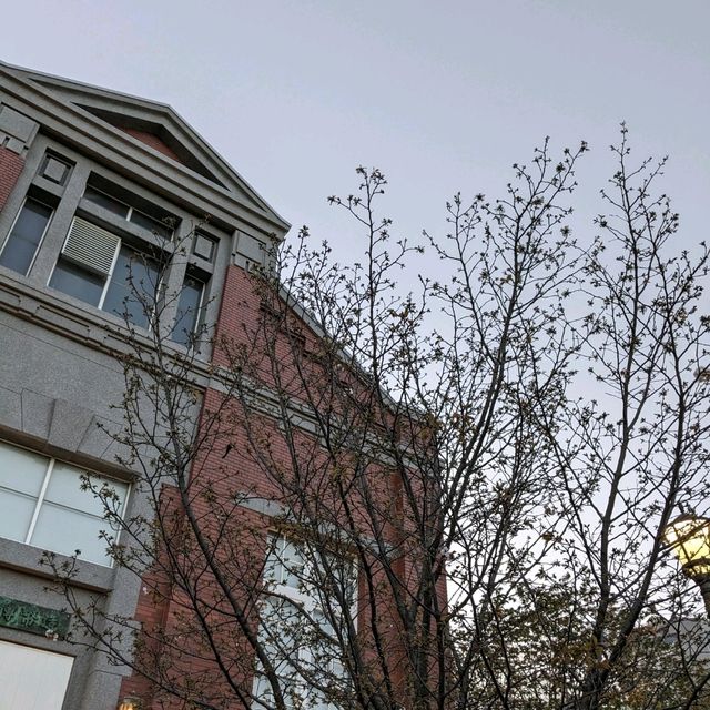 造幣局桜の通り抜け、桜は既に散り始め、有終の美