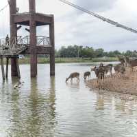 สะพานชมกวาง