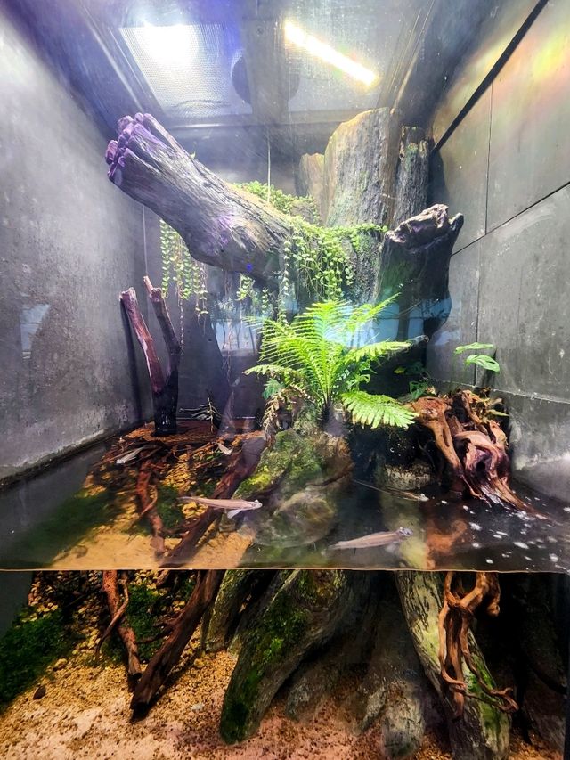 【桃園】X-PARK 水族館：沉浸式體驗海洋世界