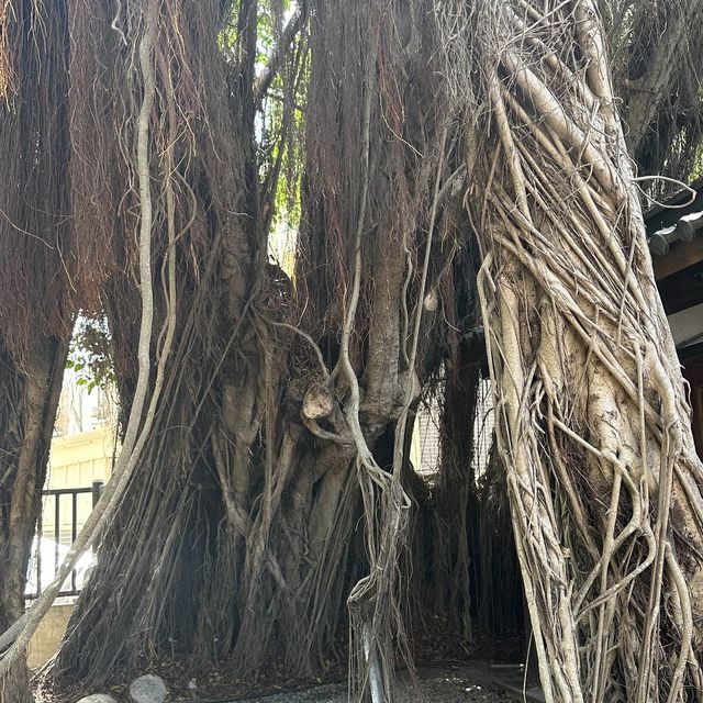 WOW That's tree roots house！！！