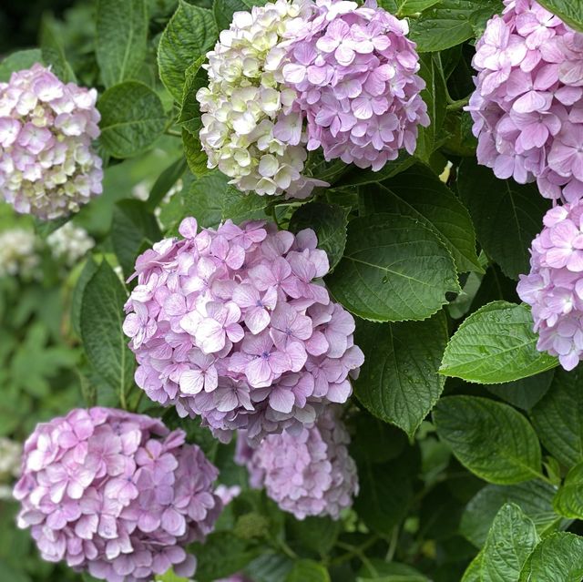 浪漫繡球花祭