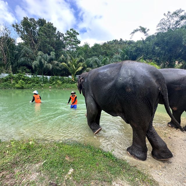 The best day of your life with Elephants 🐘🌿