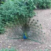 Wildlife of Saigon Zoo and Botanical Garden