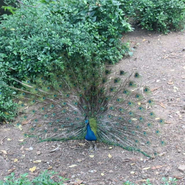 Wildlife of Saigon Zoo and Botanical Garden