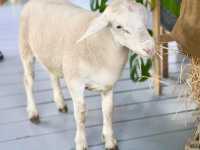 Lhor Liang Farm หล่อเลี้ยงฟาร์ม