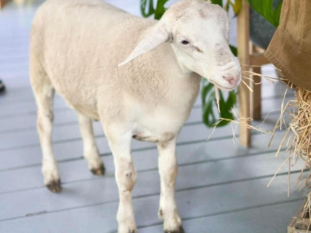 Lhor Liang Farm หล่อเลี้ยงฟาร์ม