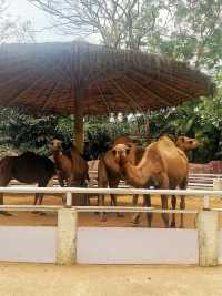 ⭐️亞洲最大動物園～Safari World