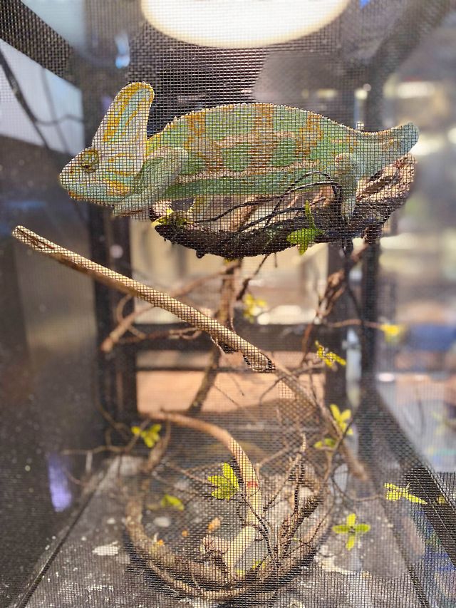 【親子好去處】｜ 爬蟲工作坊