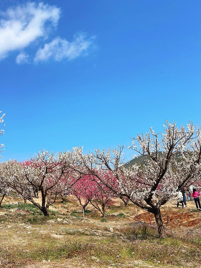 부산 기장 지금 꼭 가야할 매화성지 매화원🌸