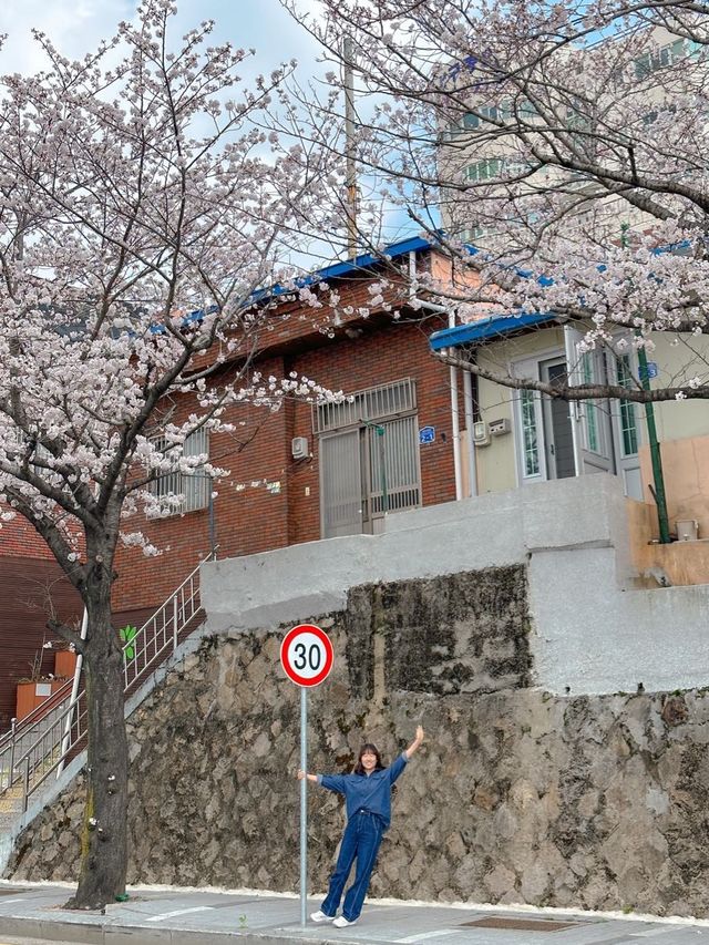 귀여운 벽화들과 벚꽃을 만날 수 있는 곳 ‘닥밭골벽화마을’
