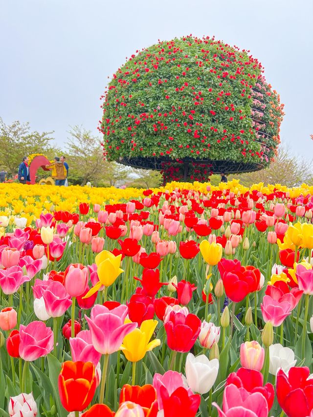 튤립과 유채를 한번에 볼 수 있는 봄꽃명소🌸🌷