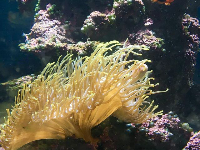 KKB Aquarium 🐟