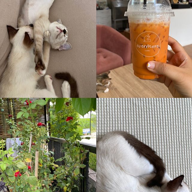 Evermore cafe🐱☕️🌸