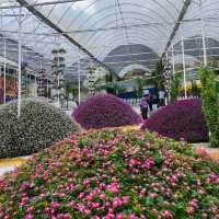 Agro Market @Cameron Highlands