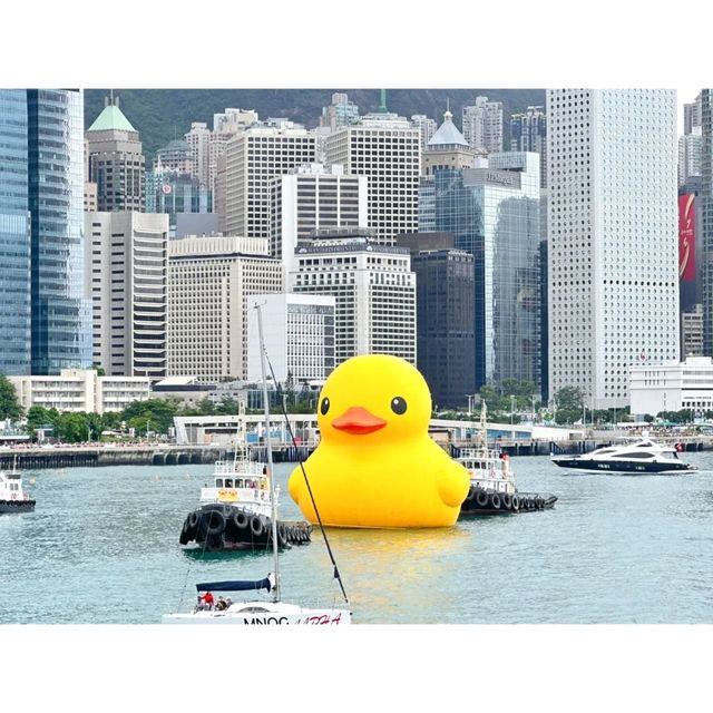 🛳洋紫荊維港遊🐥黃鴨熱潮