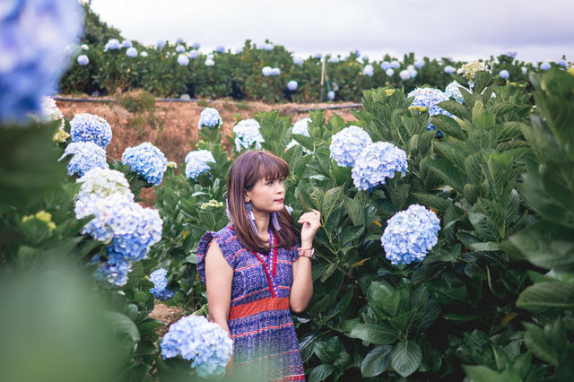 Garden Hydrangeas เมืองดาลัด (Da Lat)