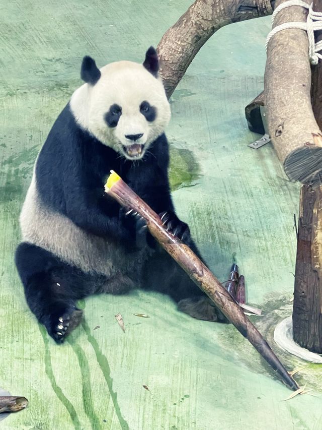 親子好去處👨‍👩‍👧‍👦台北超大動物園🦒🐎🐏🦓🐆