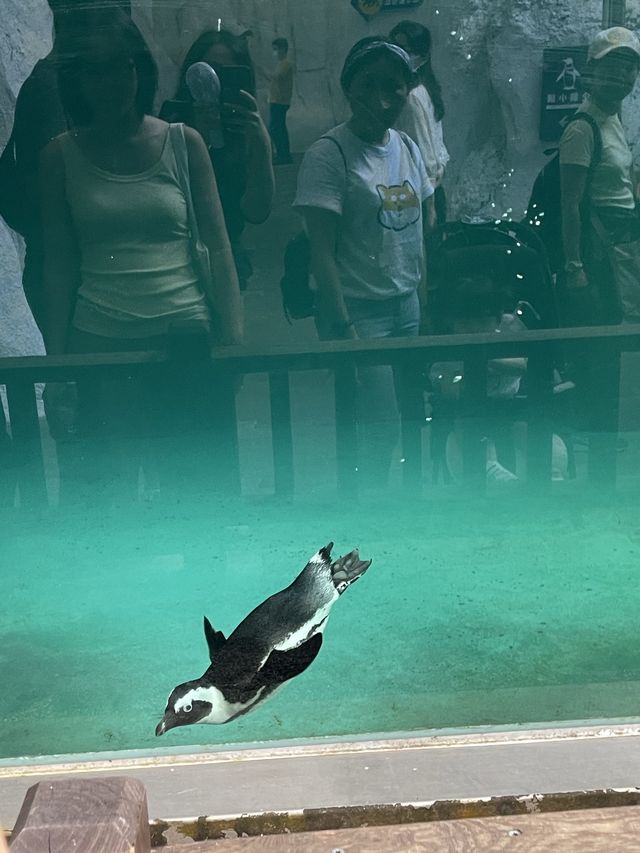 親子好去處👨‍👩‍👧‍👦台北超大動物園🦒🐎🐏🦓🐆