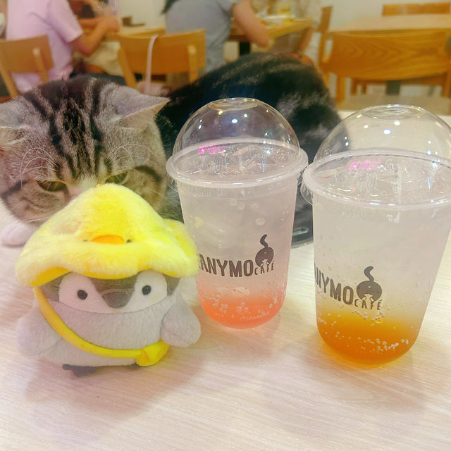 Many Mo Cafe Many Mo Cafe