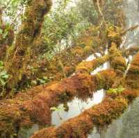Experience the Mossy Forest 