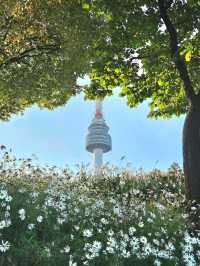 🌼요즘 가을 꽃사진 찍는 방법🌼