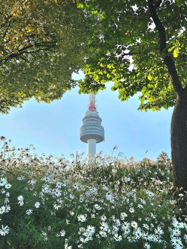 🌼요즘 가을 꽃사진 찍는 방법🌼