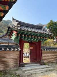 양평 가볼만한곳 용문사 천년 은행나무