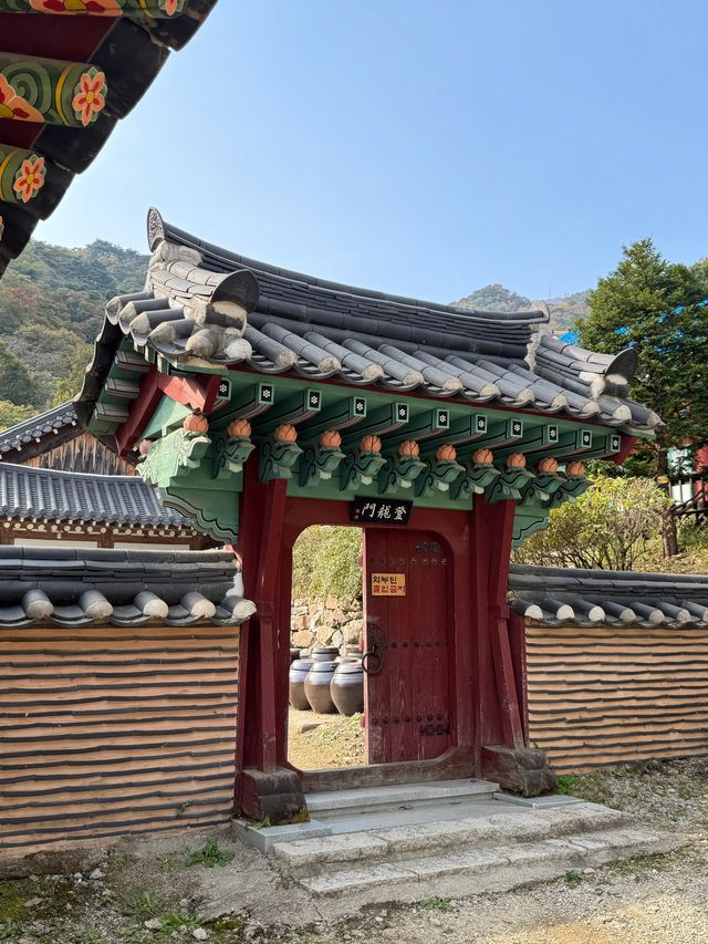 양평 가볼만한곳 용문사 천년 은행나무