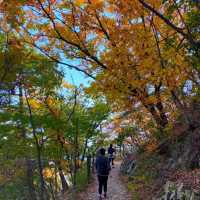 The View of Daegu Arboretum in Falling Season