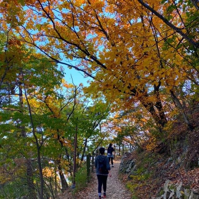 The View of Daegu Arboretum in Falling Season