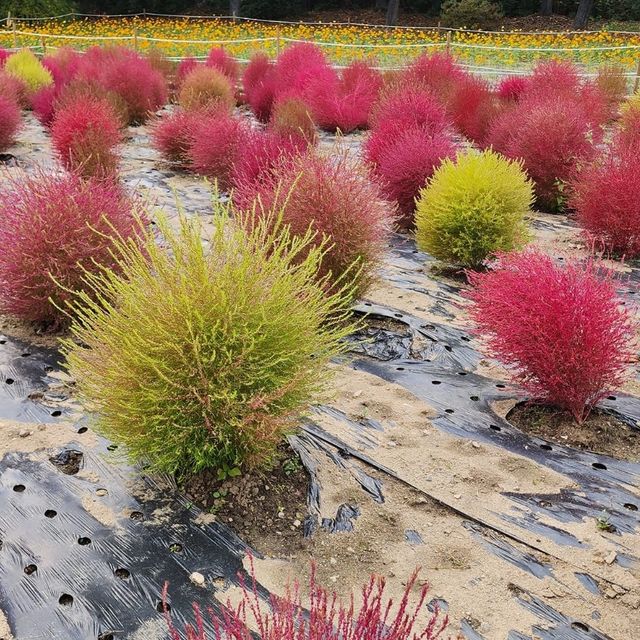 Olympic Park Wildflower Garden  Olympic Park Wildflower Garden