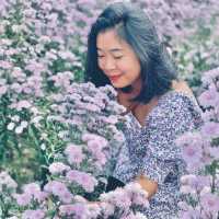 เจอ กู๊เนียร์ ฟอร์เร็ซท สวนดอกไม้ ที่ใหญ่ที่สุดในเชียงใหม่