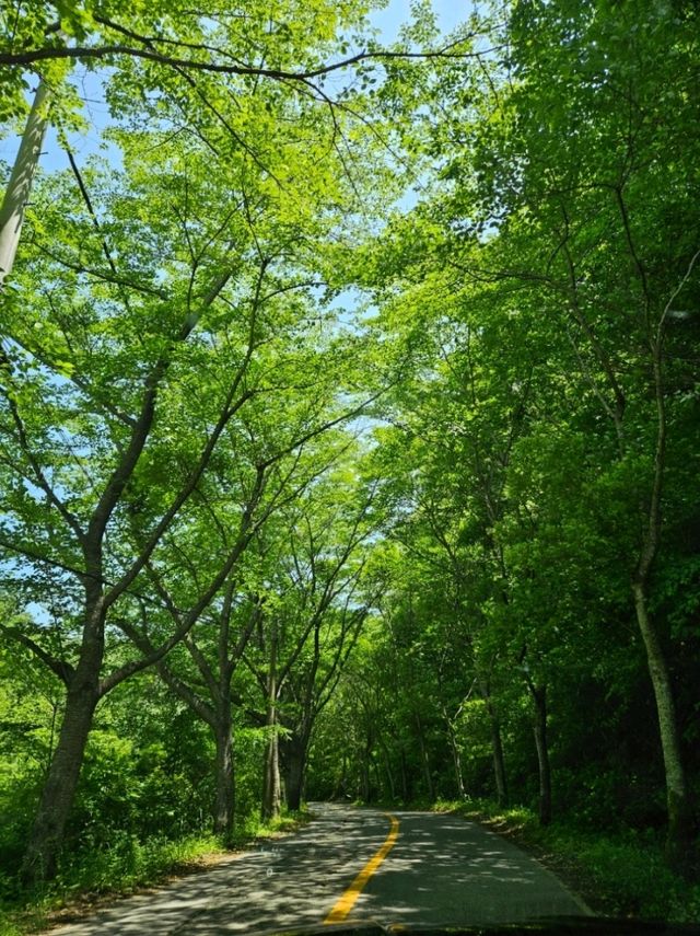 멋진 풍경의 보성 대원사에서 힐링🌳🌳