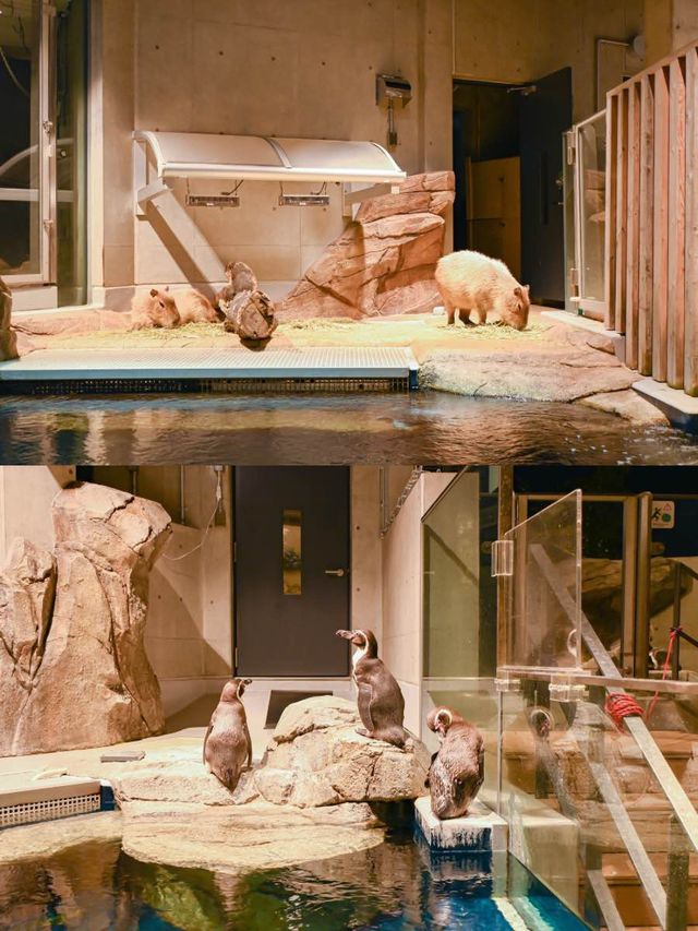 【神戸】絶対行きたい！アート×アクアリウムの美しすぎる水族館🐟