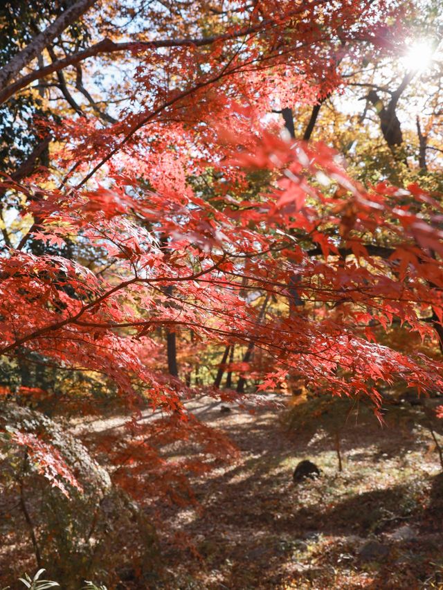 【秩父】長瀞の秋、思いがけず美しい紅葉の発見