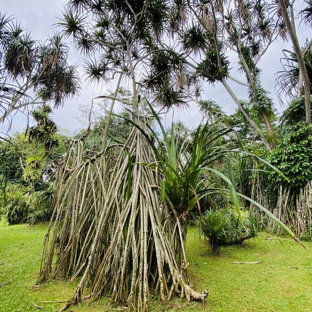 Bogor Botanigal Gardens, West Java, Indonesia