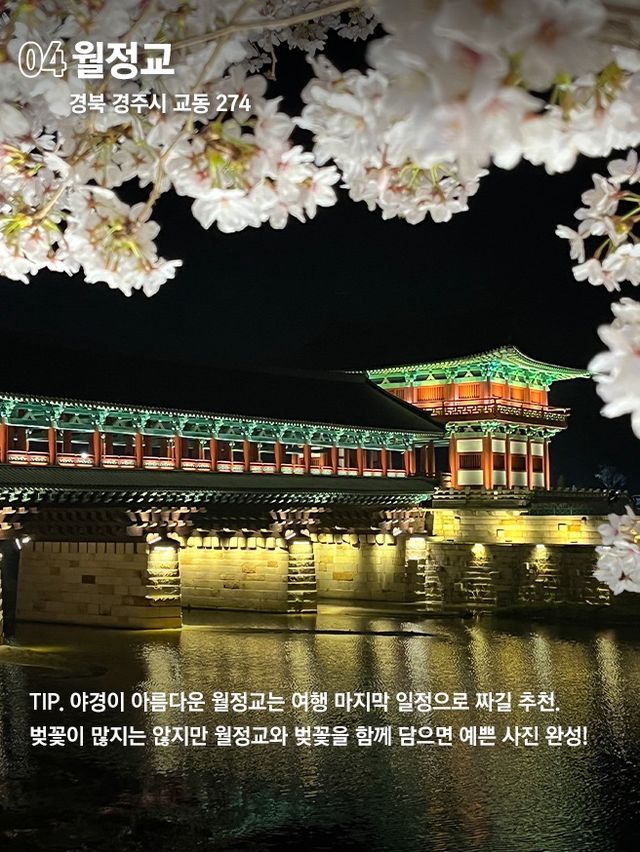당일치기 가능한 경주 벚꽃명소 코스 🌸