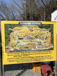 수선화 가득한 서산 유기방가옥💛