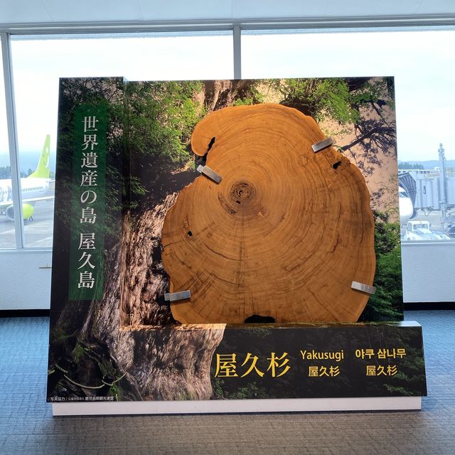 鹿児島空港の魅力 鹿児島空港の魅力