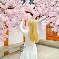 ซากุระเวียดนาม! สีชมพู สดใส มาอัพเดทรูปกัน