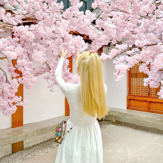 ซากุระเวียดนาม! สีชมพู สดใส มาอัพเดทรูปกัน