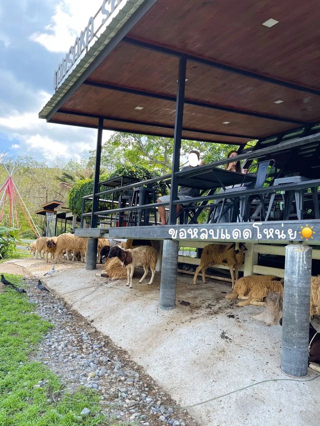 ฟาร์มแกะเมืองคอน🐑 Lansaka sheep farm
