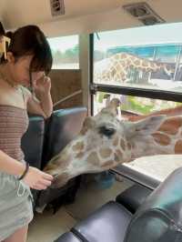 曼谷車程三小時🇹🇭｜近距離接近猛獸 Safari Park🦒