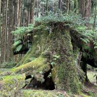 阿里山 - 享受森林浴、淨化心靈