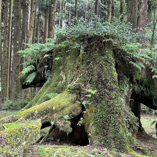 阿里山 - 享受森林浴、淨化心靈