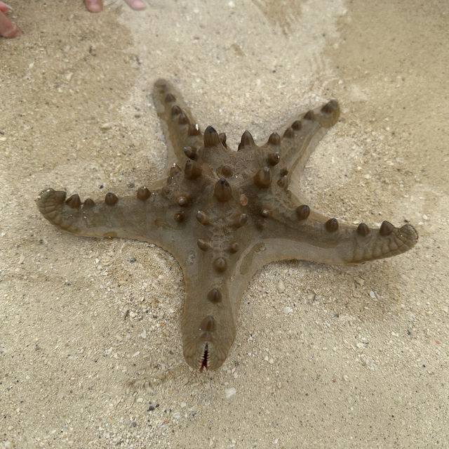 美麗的資生堂島