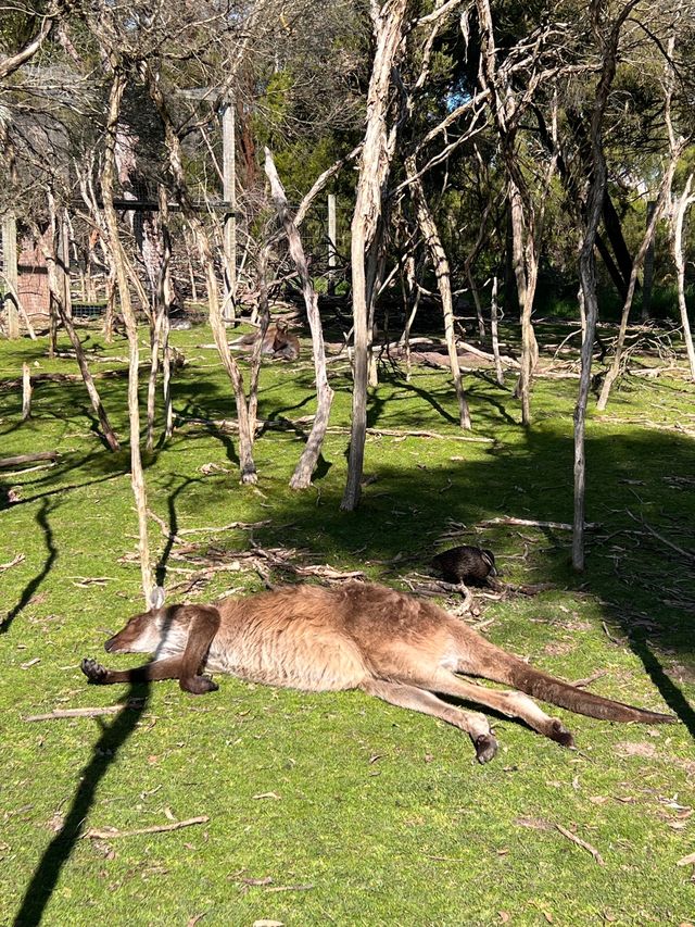 Let’s Meet some Aussie’s Animals!