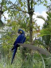 Asia’s Largest Birdpark 🐧