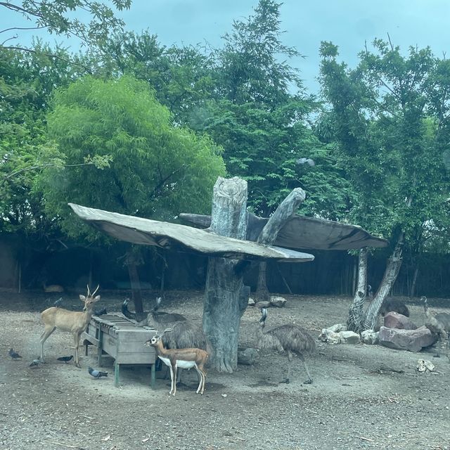🇹🇭泰國曼谷| Safari World親子遊好去處