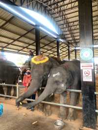 ย้อนเวลาไปเที่ยวสุรินทร์ 🐘🐘